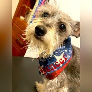Paws Patriotic Bandanas